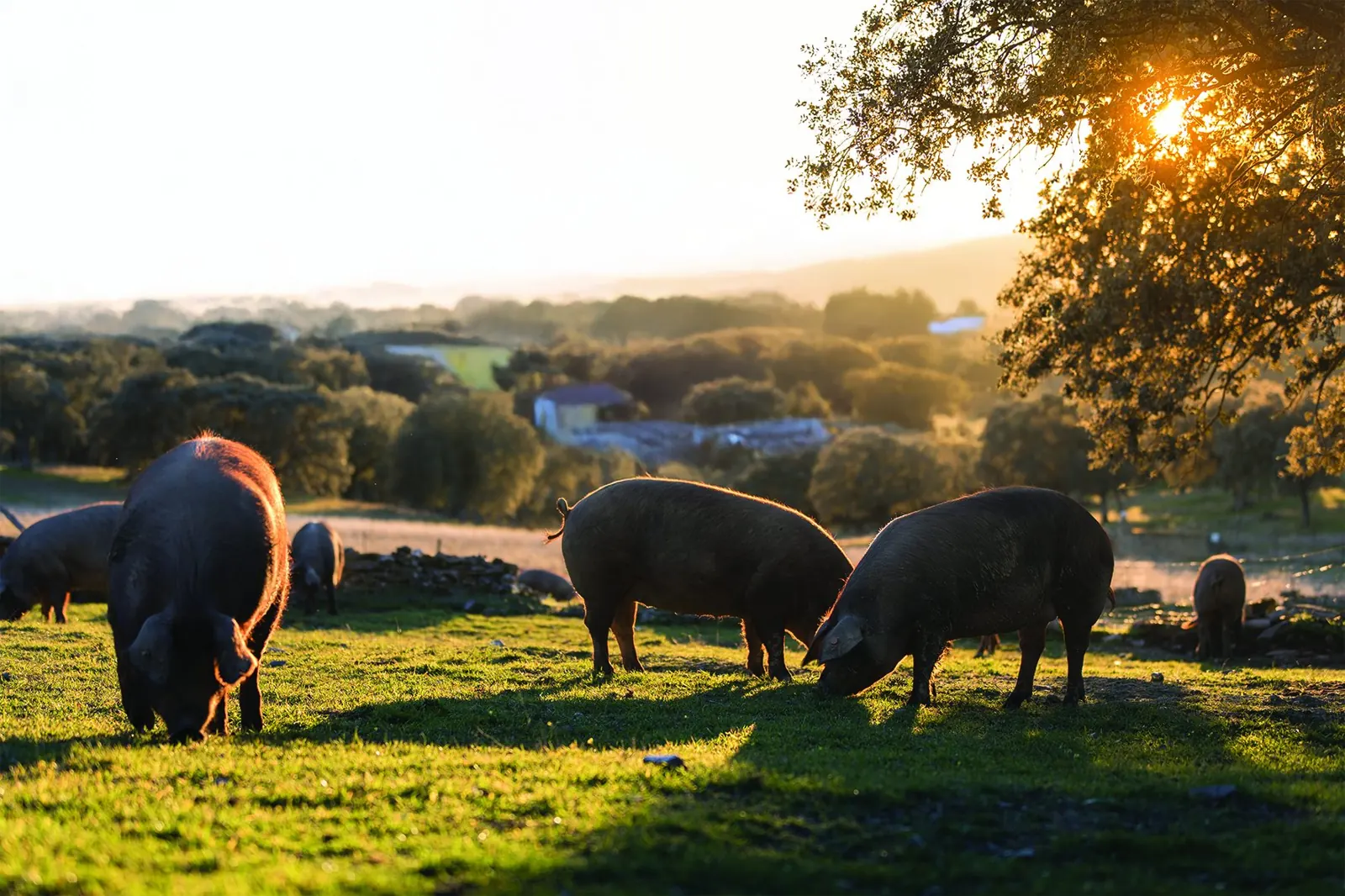 Porc Fermier de Vendée élevé en plein air